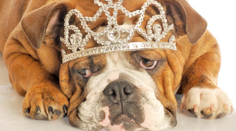 How Spoilt Is Your Pooch? Take The Quiz!