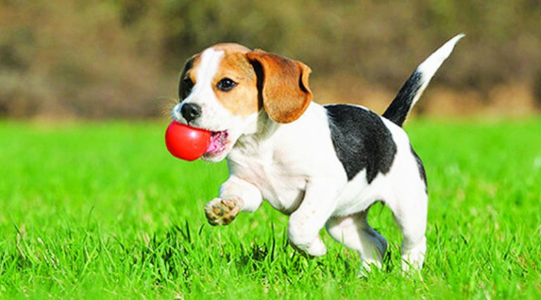 Secrets Of Canine Youth And Happiness