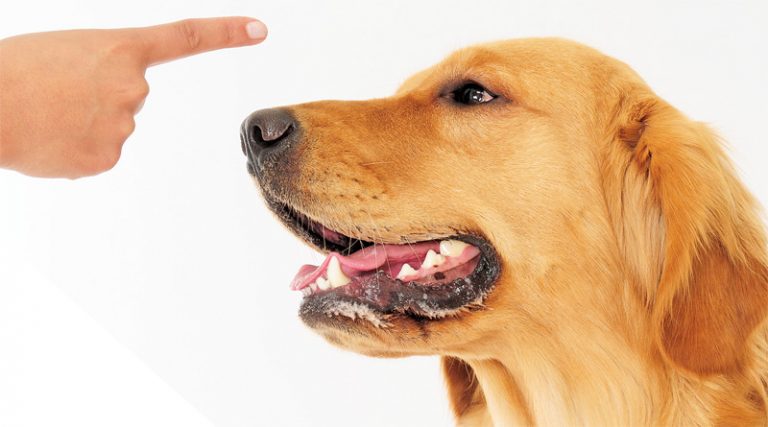 5 Secrets Of Dog Training