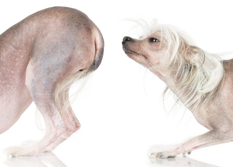 Why Does My Dog…? Understanding Crazy Canine Quirks