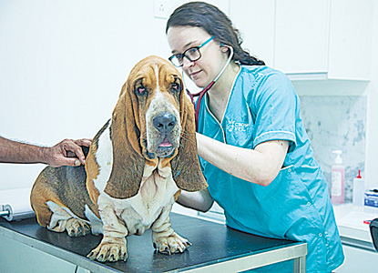 Pet Puja: All Creatures Great And Small