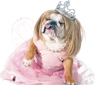 Of Parsi Pooches And Parjat Puppies!