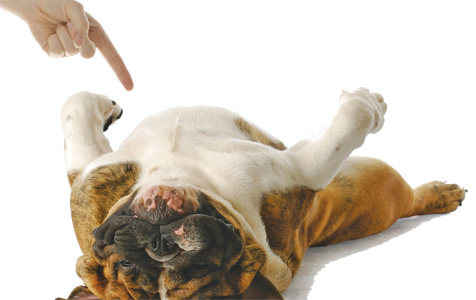 5 Dog Myths Debunked!