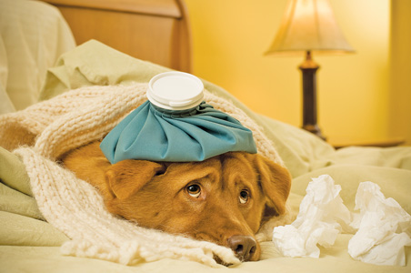 The Dreaded Vet Visit