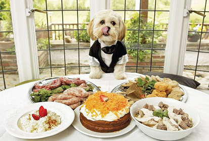 Wow!  It’s A Dog’s Life!!