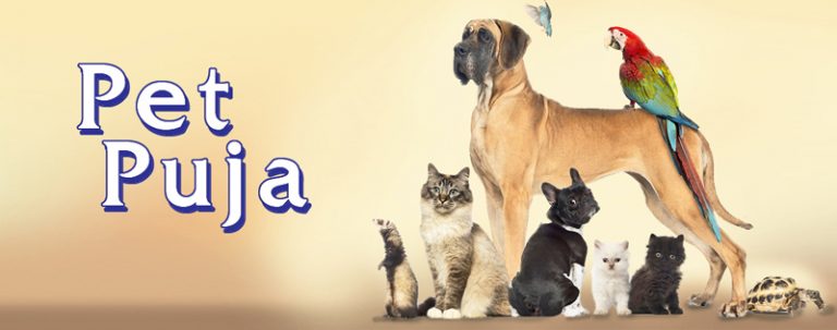 Pooch FAQs With Shirin