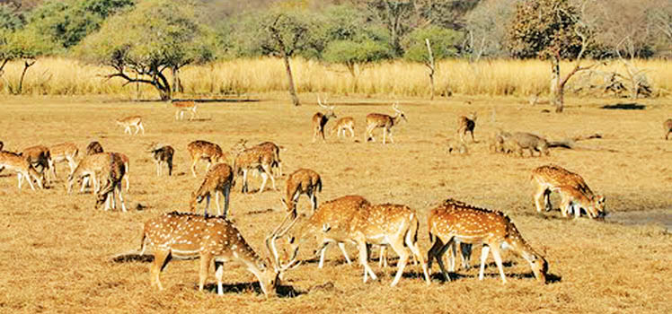 Jim Corbett National Park