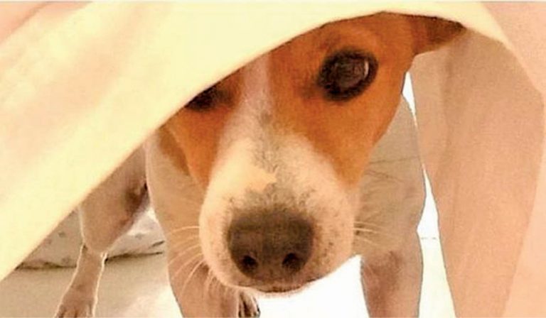 Sniff It Out! Games To Exercise Your Dog’s Olfactory Talents