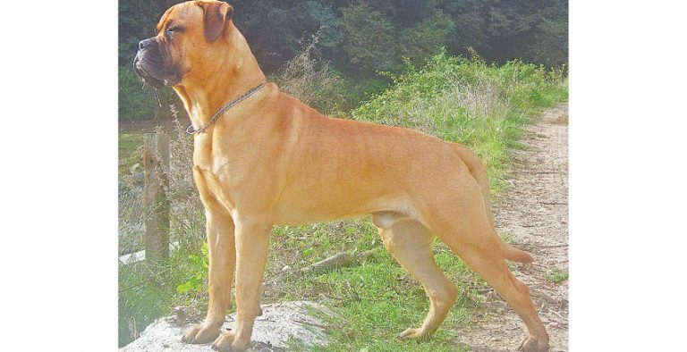 The Bullmastiff