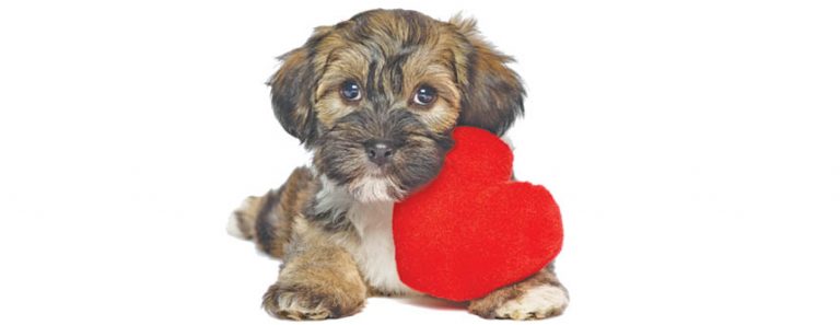 The ‘Paw’er Of Love!