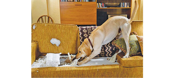 Don’t Gift That Dog!