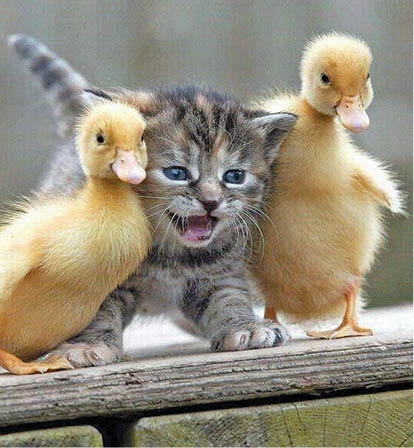 Caption This! – March 11, 2017