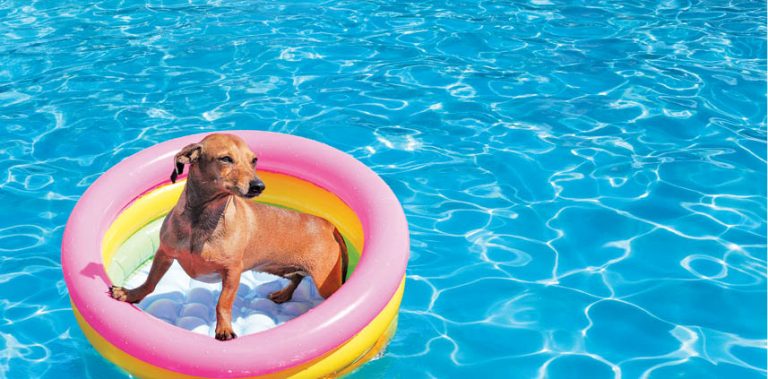 Pooch At The Poolside