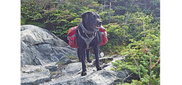 Why Don’t You Take A Hike!