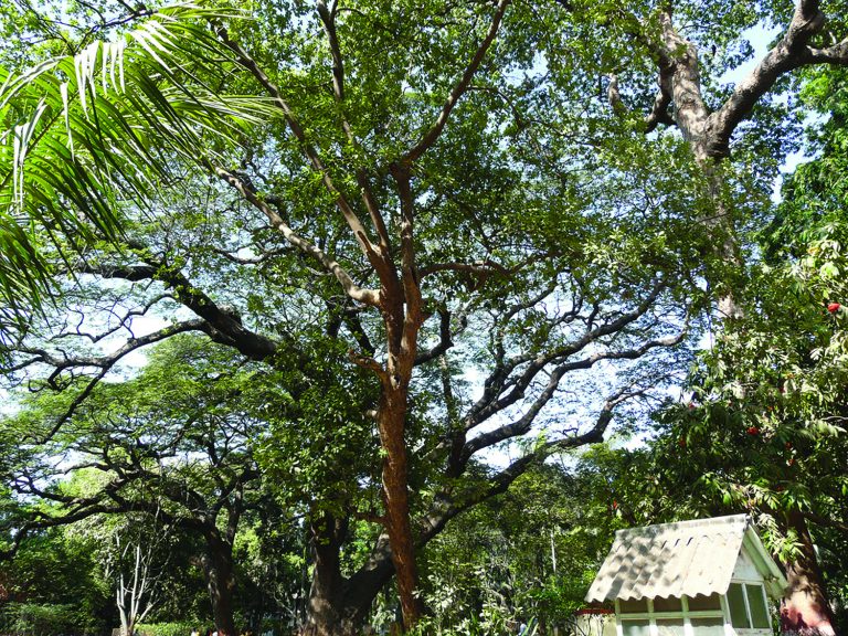 Appeal:  THE SAVE RANI BAGH BOTANICAL GARDEN FOUNDATION