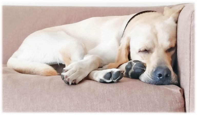 Bringing Home Hammer!