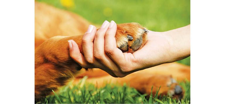 25 Dog Training Tips