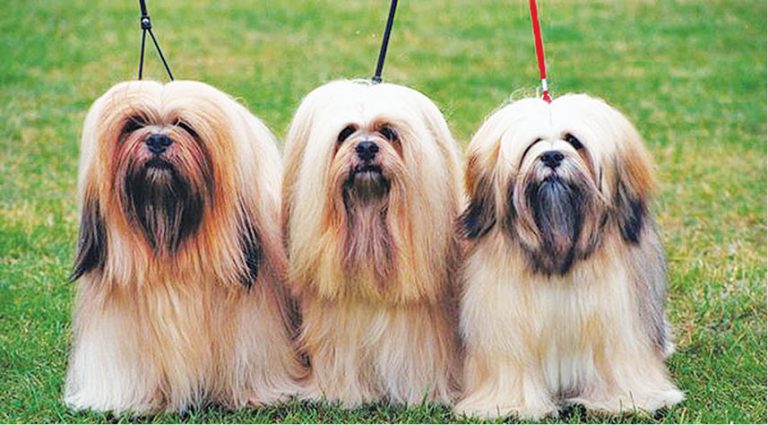 Breed In Brief – The Lhasa Apso: Tibet’s Little Sentinel