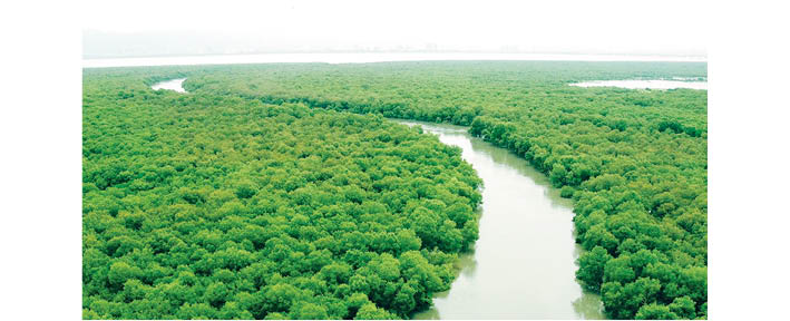 Godrej And Boyce Launches Asia’s Mangrove Mobile App