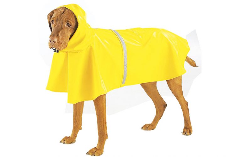 Singing And Barking In The Rain!