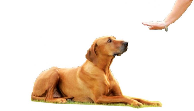 Hello Doggy! – Teach Your Dog Greeting Etiquette
