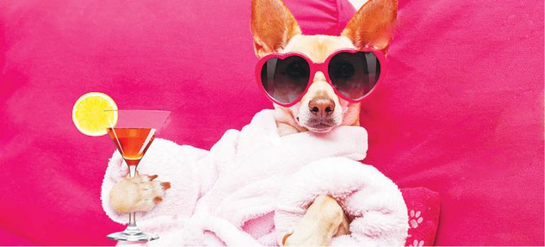 Lallo Popo Parsi Pooch!