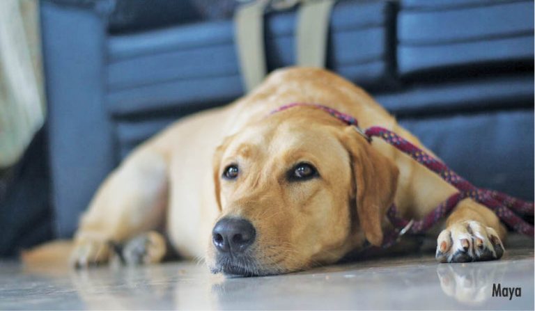 11 Steps To A ‘Yappy Diwali’