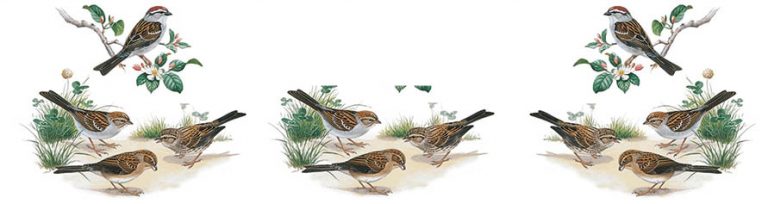 ‘ચ’ ચકલીનો ‘ચ’