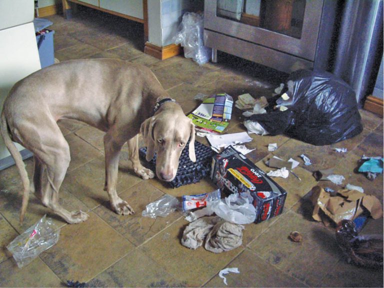 Pooch FAQs With Shirin