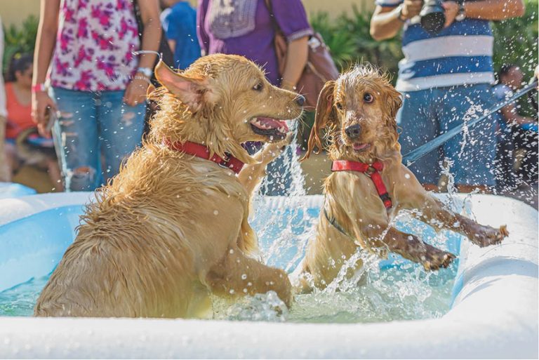Unleash! With Shirin Merchant Who Let The Dogs Out?