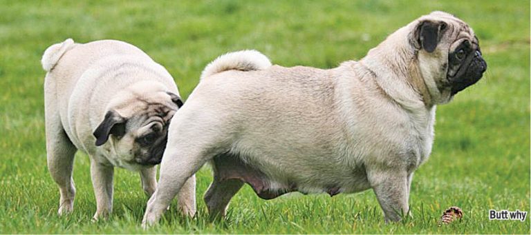 Oops, He Did It Again!