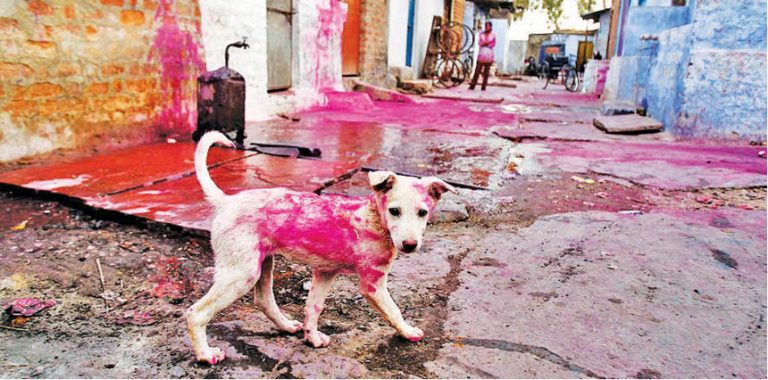 No Holi For Hounds, Please!