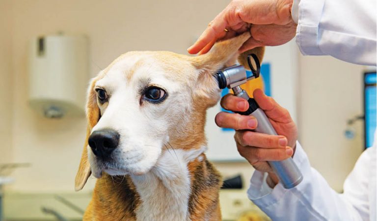 Secrets Of Canine Youth And Happiness