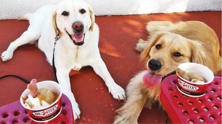 Cool Down Your Canine!