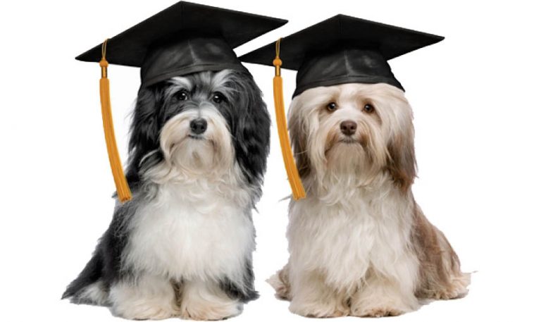 5 Signs Of A Good Dog Trainer