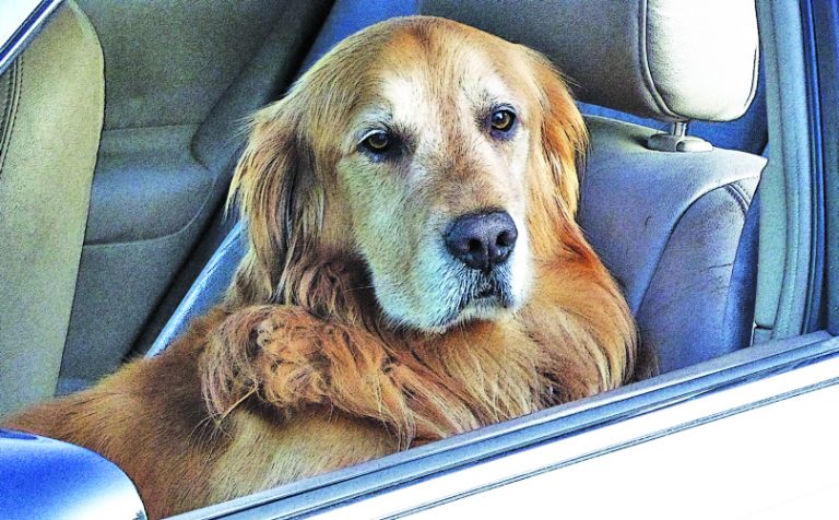 Pet Puja: Travelling Tails