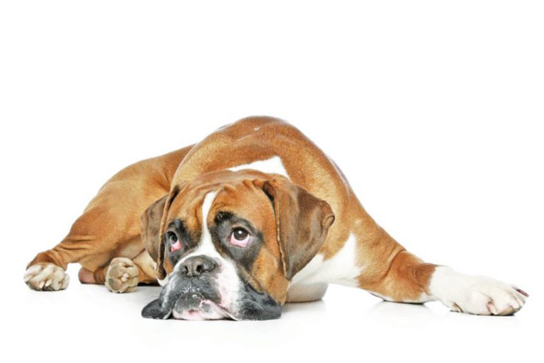 Pooch FAQs With Shirin