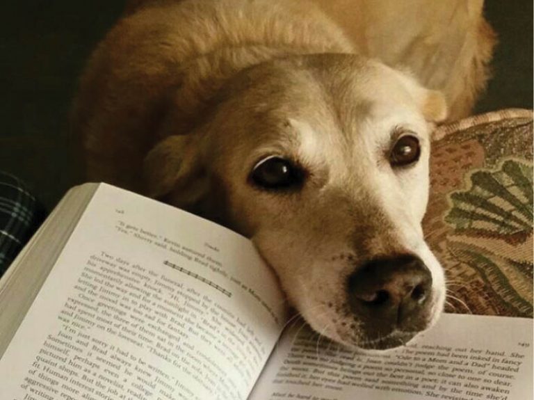 Books and Garage Sale By WSD