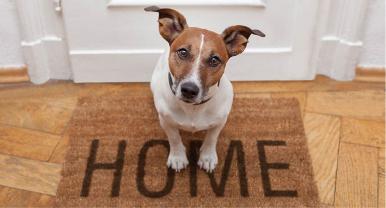 Before You Get A Pet Home…