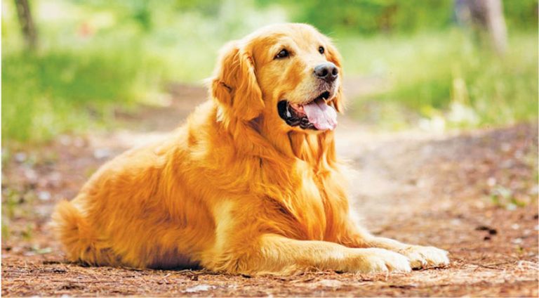 Pet Puja: Is Your Pet Pooch Happy?
