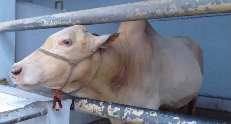 Surat’s Varasiyaji Passes Away