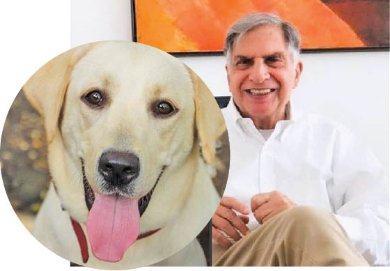 Ratan Tata Posts Social Media Appeal To Adopt Abandoned Dog