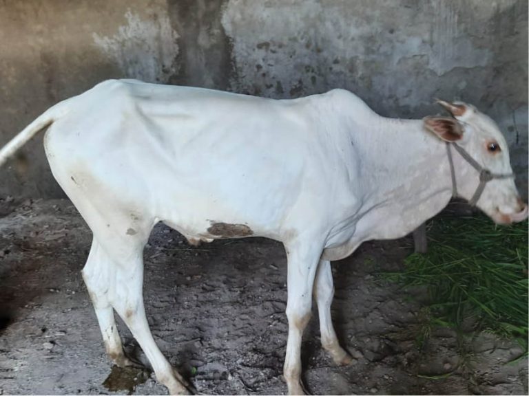 New Varasiyaji Calf For Surat’s Atashbehram