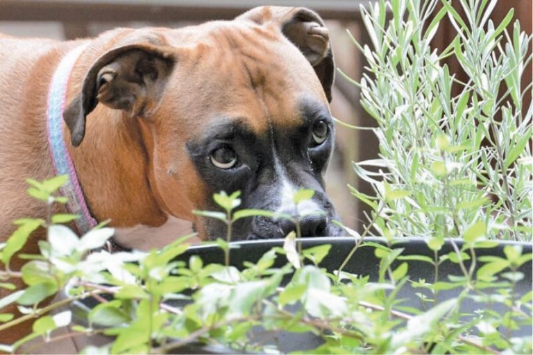 PET PUJA  Hidden Dangers – Part I