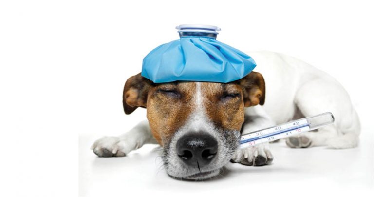 PET PUJA  Hidden Dangers – Part II