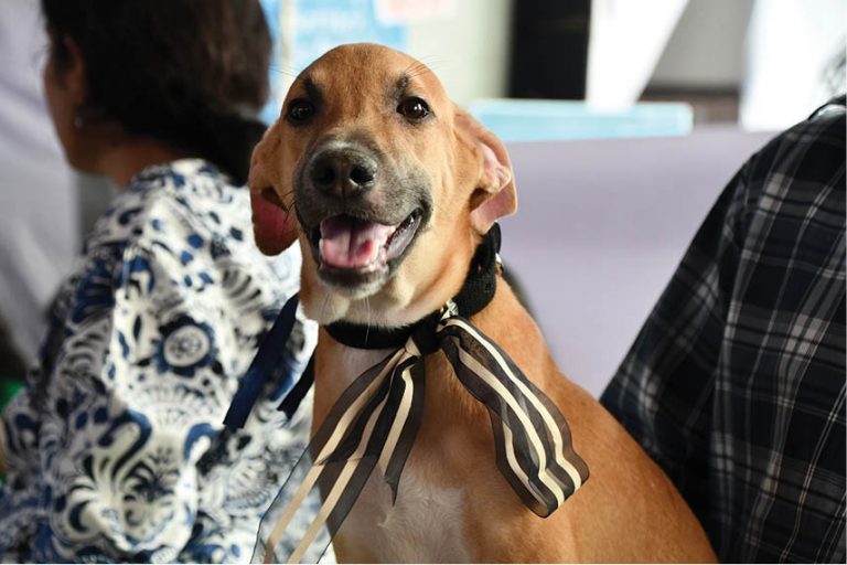WFA Hosts Asia’s Largest Stray Adoption Camp