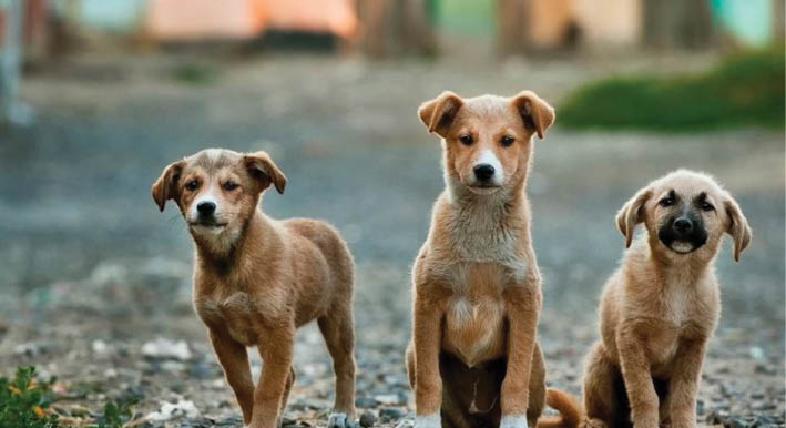 Pet Puja: Flatten The Curve Of Hatred