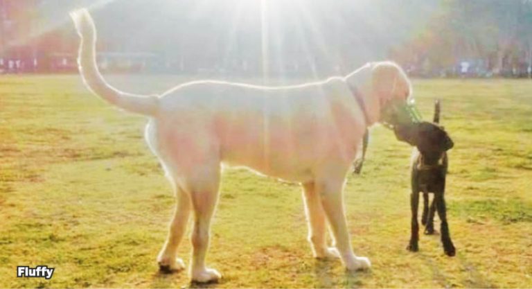 Pet Puja: Acupuncture For Pets