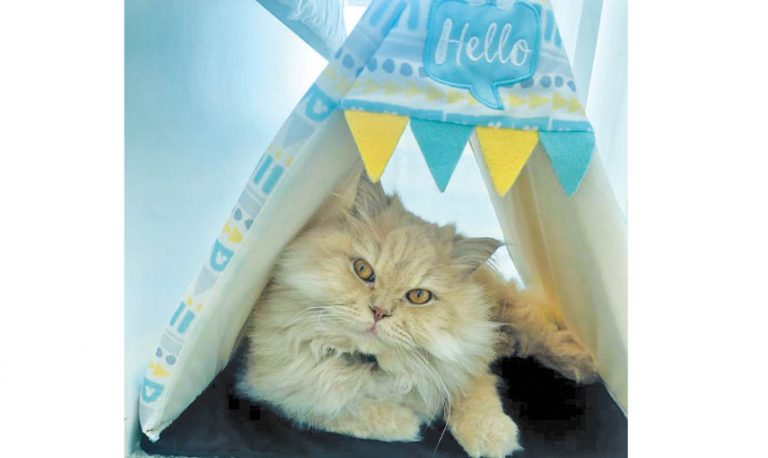 Purrfect In My Eyes!