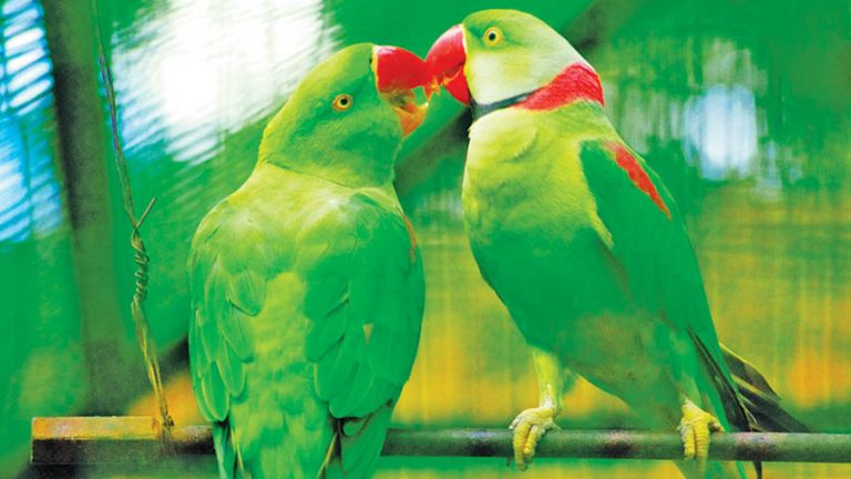 Pilamai No Popat Udi Gayo!!